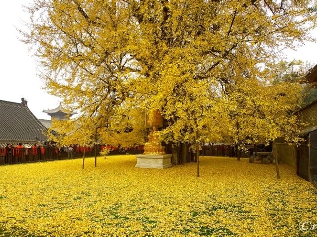 【中国】圧巻の千年銀杏！西安郊外の「古観音禅寺」