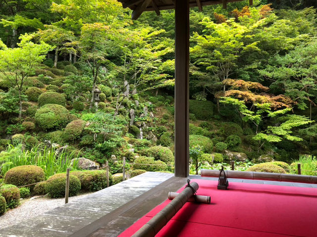 苔と花の楽園。京都・三千院で心ほどけるひとときを…🌿⛩️