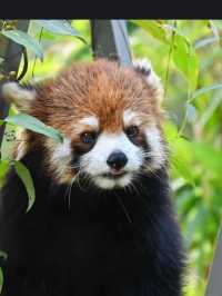 Guangzhou Zoo– A Green Oasis in the Heart of the City