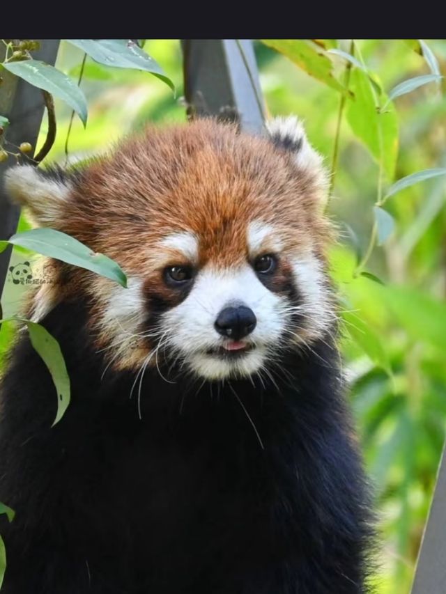 Guangzhou Zoo– A Green Oasis in the Heart of the City