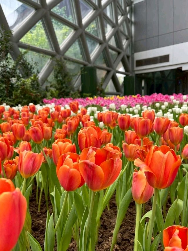 สวนดอกไม้เมืองหนาวระยอง