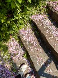 A Spring Stroll at Kyunakagawa Mizube Park