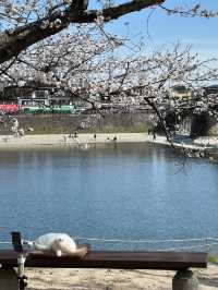 Iwakuni
