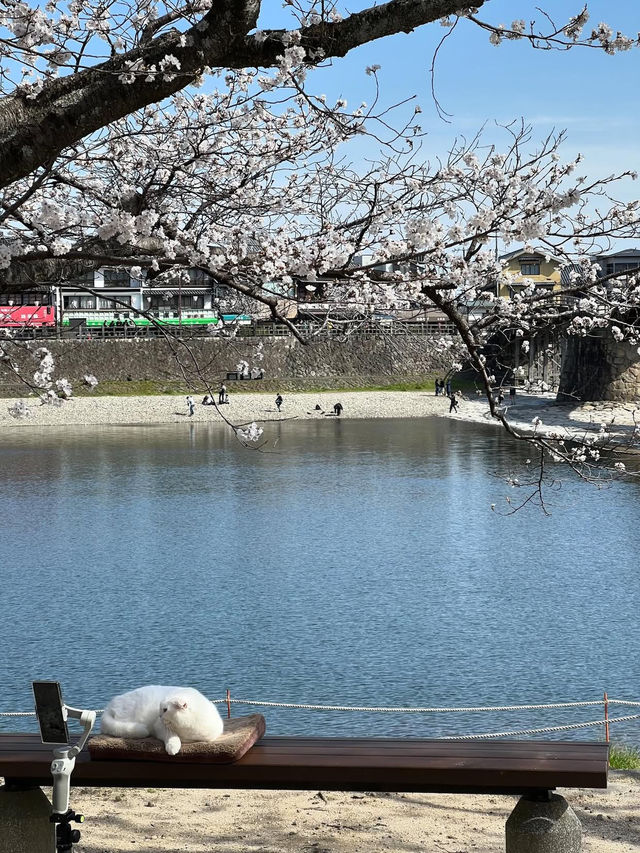 Iwakuni