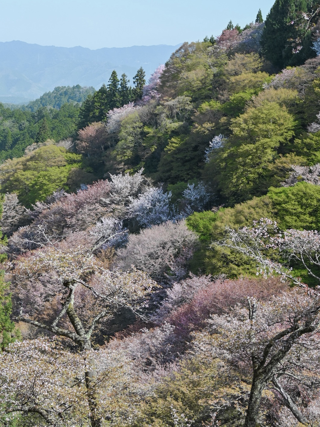 一生に一度は訪れたい‼️奈良・吉野山の桜🌸 | Trip.com 吉野町 一生に一度は訪れたい‼️奈良・吉野山の桜🌸 | Trip.com 吉野町