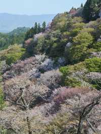 【奈良/吉野】日本が誇る桜の絶景！世界遺産の吉野山🌸