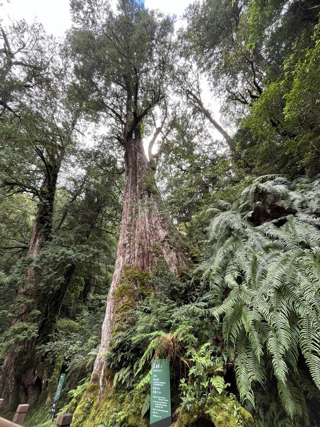 【拉拉山森林園區】走進雲霧中的神木秘境