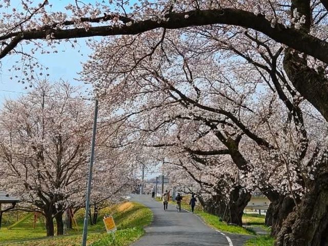 仙台賞櫻-白石川堤一目千本櫻，沿河兩岸的爆開櫻花海