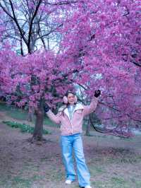 ซากุระใน Central Park, New York บานแล้ว