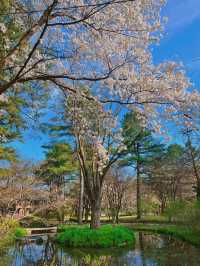 Blush Pink Paradise — Cherry Blossom Season on Nami Island