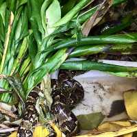Réserve Peyrieras Madagascar Exotic｜近距離認識馬達加斯加生物