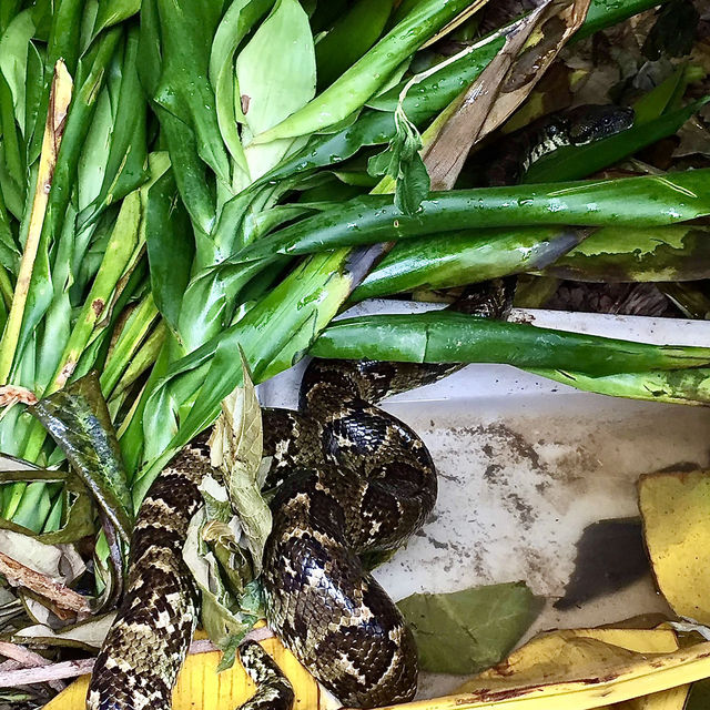 Réserve Peyrieras Madagascar Exotic｜近距離認識馬達加斯加生物