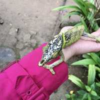 Réserve Peyrieras Madagascar Exotic｜近距離認識馬達加斯加生物
