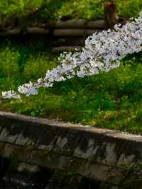Kawagoe Cherry Blossoms– A Time-Warped Sakura Experience