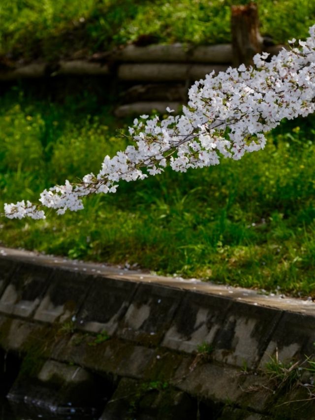 Kawagoe Cherry Blossoms– A Time-Warped Sakura Experience