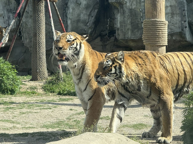 上海野生動物園優質動物園之選👍👍