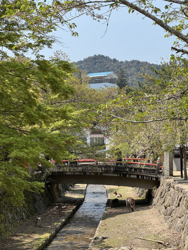 🇯🇵✨【廣島五日四夜暴走旅行團】原子彈遺跡→宮島水上鳥居→兔仔島！交通攻略+打卡秘笈全公開✨🇯🇵   喺屋企啊
