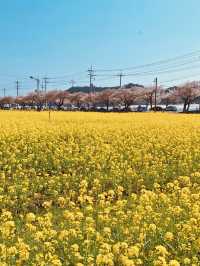 Samcheok Maengbang Canola Flower Fields Travel 