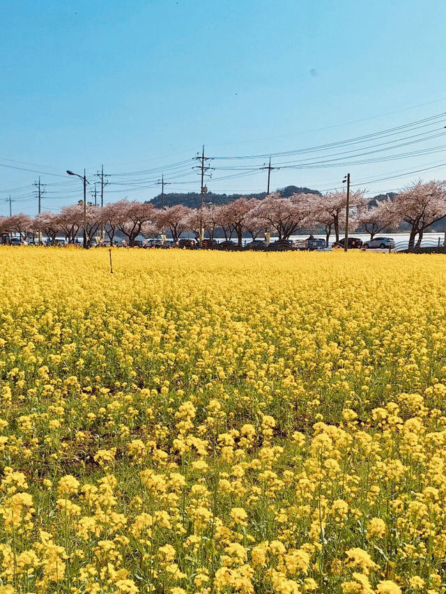 Samcheok Maengbang Canola Flower Fields Travel 