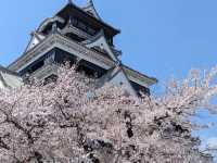 北九洲賞花🌸 熊本城櫻花盛開🌸