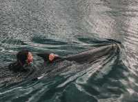 Swim with Dolphins in Kyushu: A One-Day Escape to Youra, Tsukumi