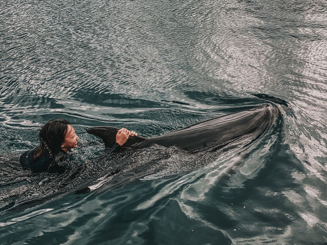 Swim with Dolphins in Kyushu: A One-Day Escape to Youra, Tsukumi