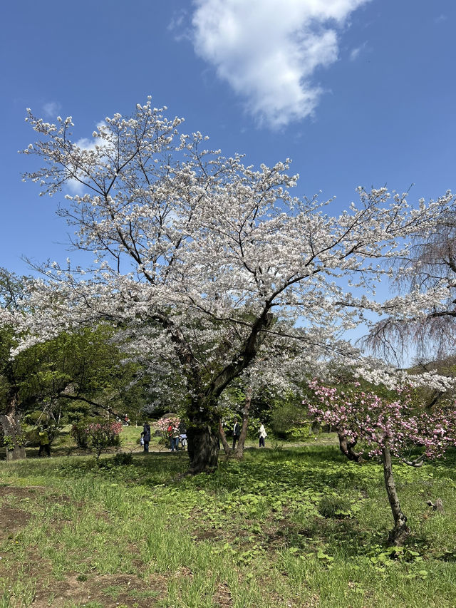 "Petals in the Wind: Japan’s Enchanted Sakura Season"
