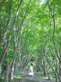 【福岡】世界に認められた藤の絶景