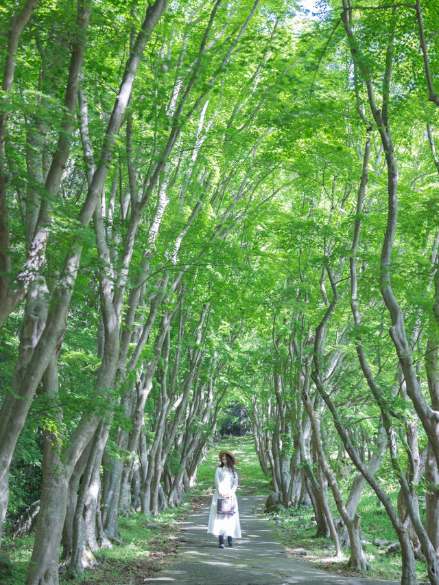 【福岡】世界に認められた藤の絶景