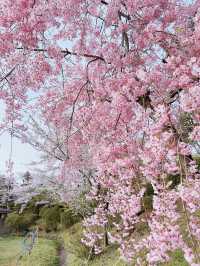 Akita Chōkai Park Cherry Blossom Update 🌸
