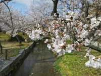 🌸 "Kyoto’s Secret Sakura Spot: Why Shosei-en Garden Stole My Heart" 🌸