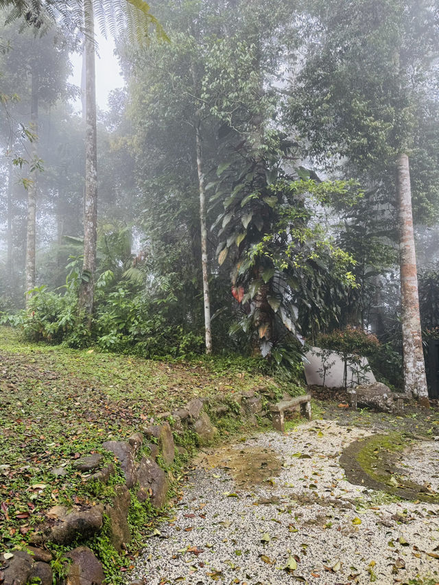 The Tatami Spa Hidden in the Forest