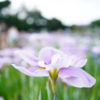 【東京×東村山】600種8千株の花菖蒲が咲き乱れる東村山の一大イベント