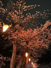 Senshu Park Cherry Blossoms-Akita's Floral Castle in the Sky