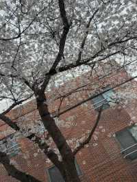 Jeju Island's Cherry Blossoms are So Beautiful, They Leave You Speechless! 🌸😱