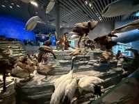 Natural history museum# ใครมาเซี่ยงไฮ้ห้ามพลาด