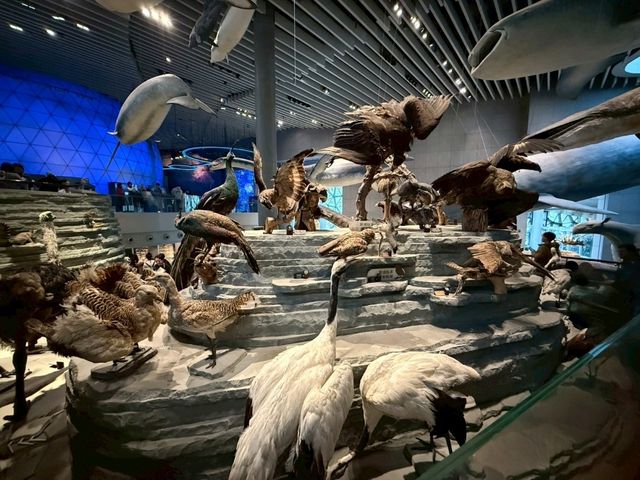 Natural history museum# ใครมาเซี่ยงไฮ้ห้ามพลาด