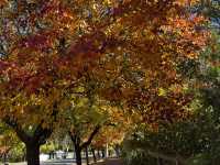 Explore the beauty of Macedon Melbourne during Autumn 