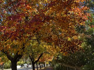 Explore the beauty of Macedon Melbourne during Autumn 
