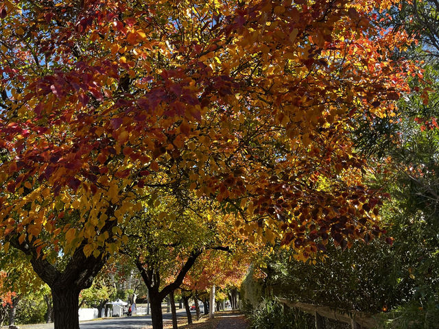 Explore the beauty of Macedon Melbourne during Autumn 