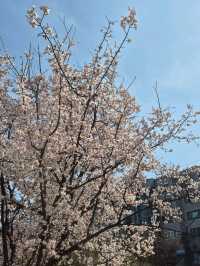 Chasing Cherry Blossoms: A Spring to Remember in Korea (2025)