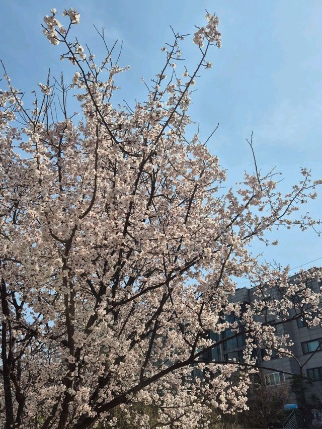 Chasing Cherry Blossoms: A Spring to Remember in Korea (2025)