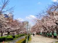 大阪城市綠洲---南天滿公園的櫻花長廊
