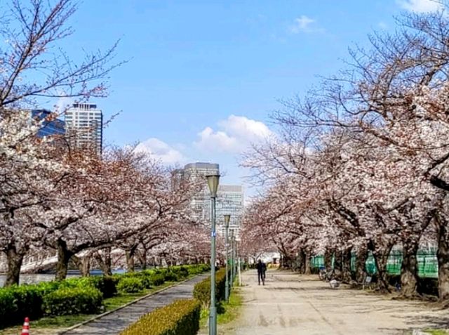 大阪城市綠洲---南天滿公園的櫻花長廊