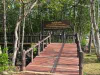 เที่ยวป่าชายเลน อุทยานแห่งชาติหมู่เกาะชุมพร 