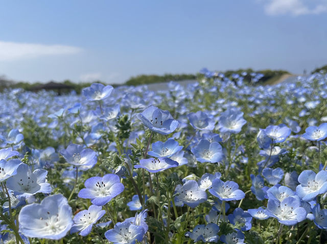 uminokamichi seaside park at fukuoka!