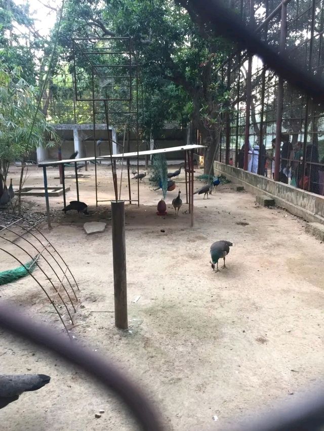 Title: A Wild Encounter in the Heart of Dhaka – Explore Bangladesh National Zoo