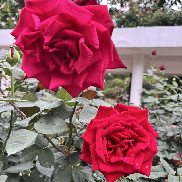 Shenzhen’s Hidden Gem: 人民公园 (People’s Park)