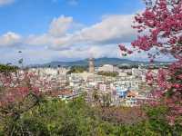 沖繩賞櫻，名護城跡公園的絕美海景櫻花