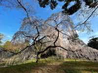 Green Spaces, Kyoto Gyoen is the Perfect Escap
